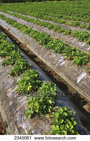 Stock Image - Agriculture - Rows of strawberry plants with a good crop of harvest ready berries / near Dinuba, California, USA.. Fotosearch