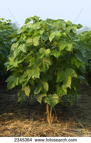 Agriculture - Side view of mid growth, early bloom stage cotton plants after a rainstorm / Mississippi, USA. View Large Photo Image Picture - Agriculture - Side view of mid growth, early bloom stage cotton plants after a rainstorm / Mississippi, USA.. Fotosearch