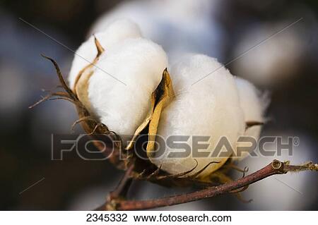 Stock Image - Agriculture - Sideview of a mature, harvest ready 5-lock cotton boll in Autumn / Mississippi, USA.. Fotosearch
