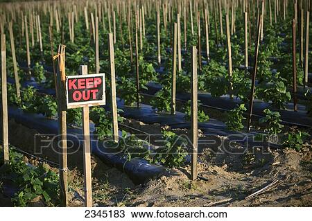 Agriculture - Sign reading Keep Out at the edge of a field of cucumber plants / near Orosi, California, USA. View Large Photo Image Stock Image - Agriculture - Sign reading Keep Out at the edge of a field of cucumber plants / near Orosi, California, USA.. Fotosearch