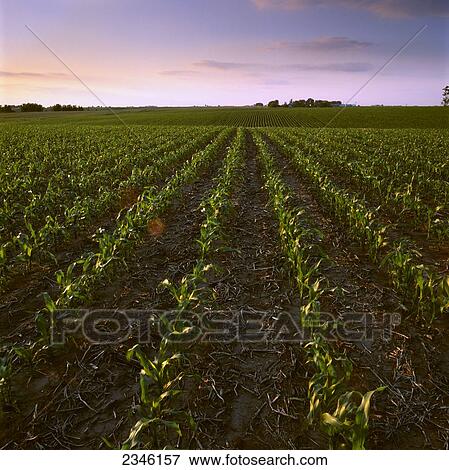 Agriculture - Slightly rolling early growth grain corn field in early morning summer light with a farmstead in the distance / Central Iowa, USA. View Large Photo Image Stock Photo - Agriculture - Slightly rolling early growth grain corn field in early morning summer light with a farmstead in the distance / Central Iowa, USA.. Fotosearch