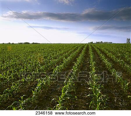 Agriculture - Slightly rolling early growth grain corn field in early morning summer light with a farmstead in the distance / Central Iowa, USA. View Large Photo Image Stock Photo - Agriculture - Slightly rolling early growth grain corn field in early morning summer light with a farmstead in the distance / Central Iowa, USA.. Fotosearch