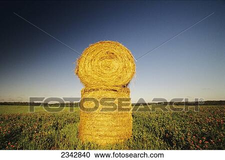 Agriculture - Stacked round hay bales in a hayfield / Grey Eagle, Minnesota, USA. View Large Photo Image Stock Image - Agriculture - Stacked round hay bales in a hayfield / Grey Eagle, Minnesota, USA.. Fotosearch