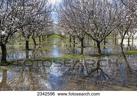 Agriculture - Standing water in a blooming almond orchard cause by excessive rain / near Manteca, California, USA. View Large Photo Image Stock Photograph - Agriculture - Standing water in a blooming almond orchard cause by excessive rain / near Manteca, California, USA.. Fotosearch