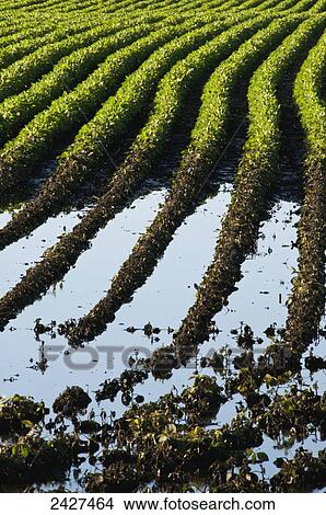 Picture - Agriculture - Standing water in the low spot of a rolling mid growth soybean field after a severe summer rainstorm / near Truman, Minnesota, USA.. Fotosearch