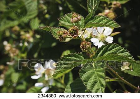 Stock Image - Agriculture. Fotosearch