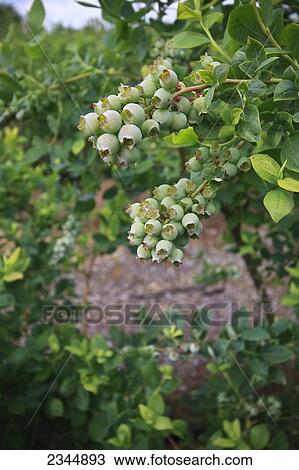 Agriculture View Large Photo Image Stock Image - Agriculture. Fotosearch