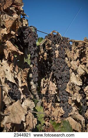 Stock Image - Agriculture. Fotosearch