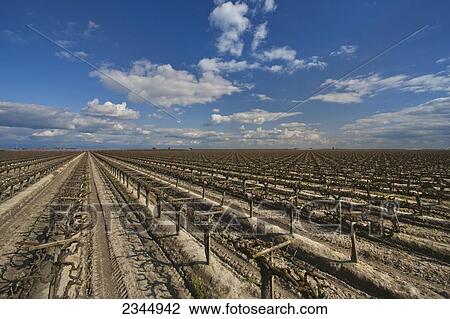 Stock Image - Agriculture. Fotosearch
