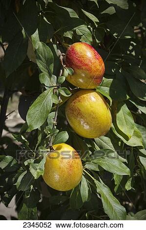 Stock Image - Agriculture. Fotosearch