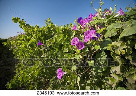 Agriculture View Large Photo Image Stock Image - Agriculture. Fotosearch