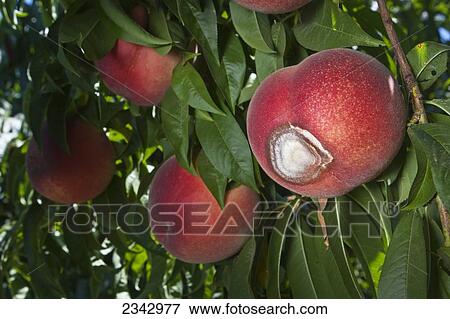 Stock Photo - Agriculture. Fotosearch