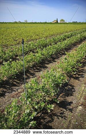 Agriculture View Large Photo Image Stock Photo - Agriculture. Fotosearch