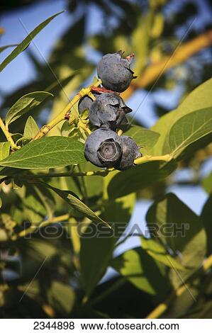 Agriculture View Large Photo Image Stock Photo - Agriculture. Fotosearch