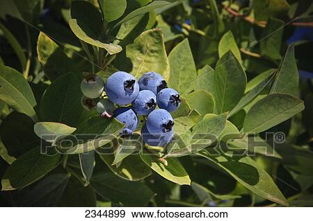 Stock Photo - Agriculture. Fotosearch