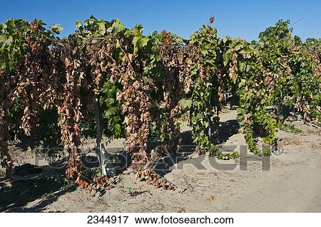 Stock Photo - Agriculture. Fotosearch