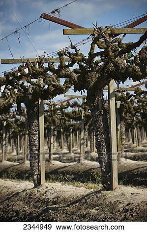 Agriculture View Large Photo Image Stock Photo - Agriculture. Fotosearch