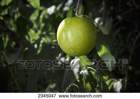 Agriculture View Large Photo Image Stock Photo - Agriculture. Fotosearch