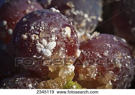 Agriculture View Large Photo Image Stock Photo - Agriculture. Fotosearch