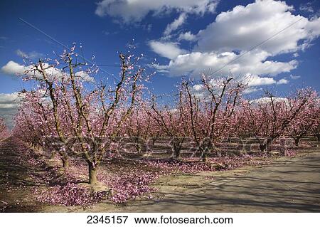 Stock Photo - Agriculture. Fotosearch