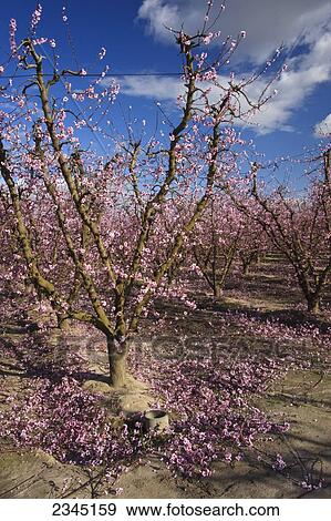 Agriculture View Large Photo Image Stock Photo - Agriculture. Fotosearch