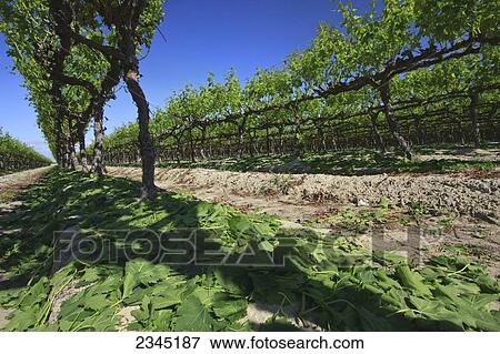Stock Photo - Agriculture. Fotosearch