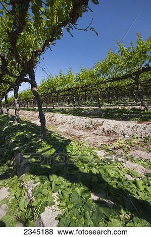 Stock Photo - Agriculture. Fotosearch