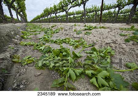 Stock Photo - Agriculture. Fotosearch