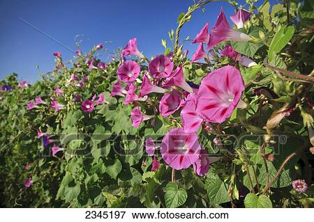 Agriculture View Large Photo Image Stock Photo - Agriculture. Fotosearch