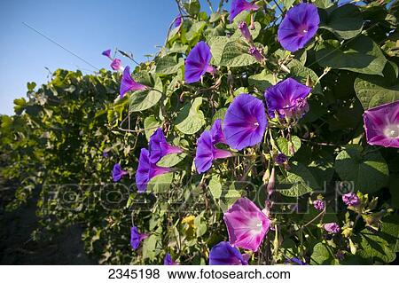 Stock Photo - Agriculture. Fotosearch