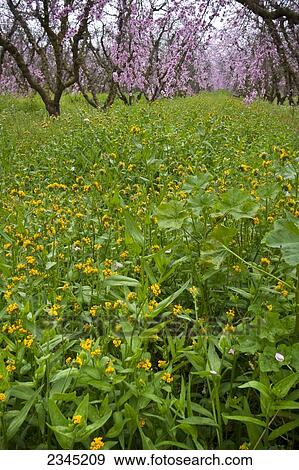 Stock Photo - Agriculture. Fotosearch