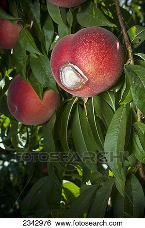 Stock Photograph - Agriculture. Fotosearch