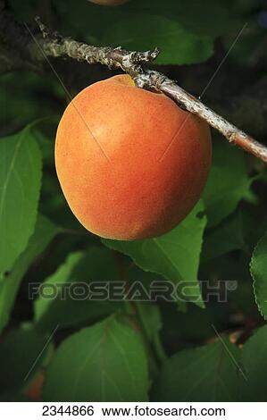 Stock Photograph - Agriculture. Fotosearch