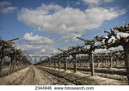 Stock Photograph - Agriculture. Fotosearch