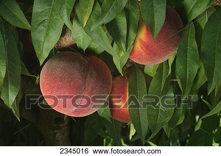 Stock Photograph - Agriculture. Fotosearch