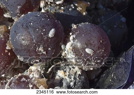 Agriculture View Large Photo Image Stock Photograph - Agriculture. Fotosearch