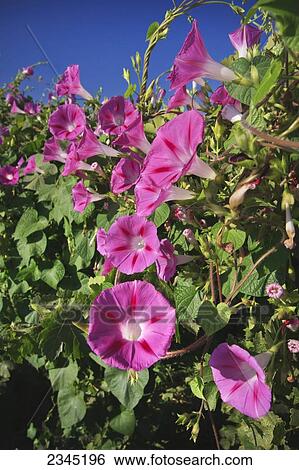 Agriculture View Large Photo Image Stock Photograph - Agriculture. Fotosearch