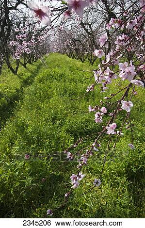 Stock Photograph - Agriculture. Fotosearch