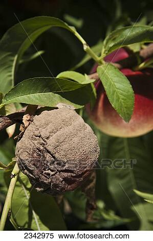 Agriculture View Large Photo Image Stock Photography - Agriculture. Fotosearch