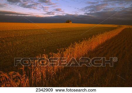 Agriculture - Stubble in a harvested wheat field, with one row of unharvested wheat in the foreground and an old abandoned house in the background / near Ray, North Dakota, USA. View Large Photo Image Stock Photo - Agriculture - Stubble in a harvested wheat field, with one row of unharvested wheat in the foreground and an old abandoned house in the background / near Ray, North Dakota, USA.. Fotosearch