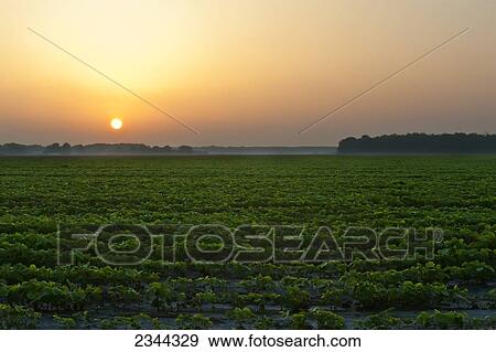 Stock Photo - Agriculture - Sunrise over a Mississippi Delta early growth soybean field / Issaquena County, Mississippi, USA.. Fotosearch