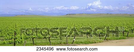 Agriculture - Table grape vineyard showing mid Spring foliage growth, foothills and cloud obscured Sierra Nevada mountains in the background / Madera County, California, USA. View Large Photo Image Stock Photograph - Agriculture - Table grape vineyard showing mid Spring foliage growth, foothills and cloud obscured Sierra Nevada mountains in the background / Madera County, California, USA.. Fotosearch