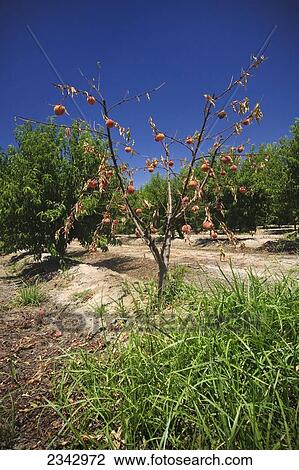 Agriculture - This peach tree died for unknown reasons, just before harvest / near Dinuba, California, USA. View Large Photo Image Stock Image - Agriculture - This peach tree died for unknown reasons, just before harvest / near Dinuba, California, USA.. Fotosearch
