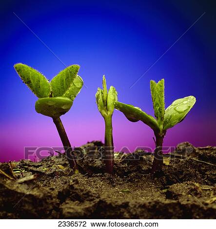 Agriculture - Three soybean seedlings, wet with rain, emerge from rich, dark soil / Iowa, USA. View Large Photo Image Stock Image - Agriculture - Three soybean seedlings, wet with rain, emerge from rich, dark soil / Iowa, USA.. Fotosearch