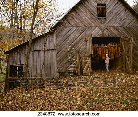 Agriculture Tobacco Barn In A Rural Autumn Setting With A Farmer