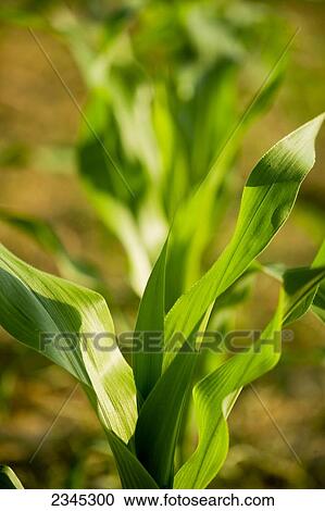 Stock Image - Agriculture - Top foliage of a pre tassel grain corn plant in mid Spring / Mississippi, USA.. Fotosearch