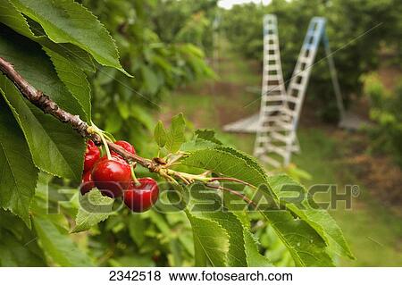 Stock Photo - Agriculture - Treetop view of ripe Bing cherries on the tree with harvesting ladders in the background / near Linden, San Joaquin County, California, USA.. Fotosearch