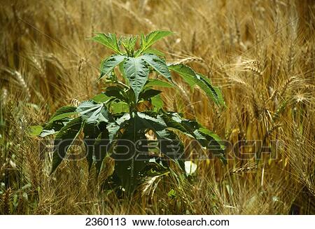Stock Image - Agriculture - Weeds, Giant Ragweed (Ambrosia trifida) aka. Great Ragweed, in a mature wheat field / Ohio, USA.. Fotosearch
