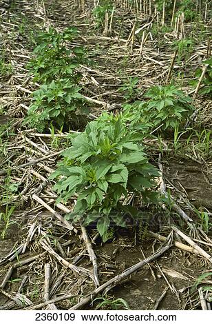 Agriculture - Weeds, Giant Ragweed (Ambrosia trifida) aka. Great Ragweed, in corn stubble / Ohio, USA. View Large Photo Image Stock Photo - Agriculture - Weeds, Giant Ragweed (Ambrosia trifida) aka. Great Ragweed, in corn stubble / Ohio, USA.. Fotosearch