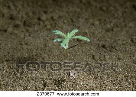 Stock Photo - Agriculture - Weeds, Kochia (Kochia scoparia) aka. Belvedere, Belvedere-Cypress, Fireball, Fireweed, Mexican Burningbush, Mexican-fireweed, Mock Cypress, Morenita, Poor Man. Fotosearch